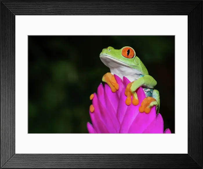 Framed Print : Red-eyed Tree Frog (Agalychnis callidryas) - captive bred Framed Print : Red-eyed Tree Frog (Agalychnis callidryas) - captive bred