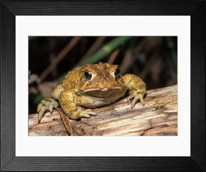 Framed Print : American toad (Anaxyrus americanus) in vernal pond at night during the spring breeding season, Thornton, Ontario, Canada Framed Print : American toad (Anaxyrus americanus) in vernal pond at night during the spring breeding season, Thornton, Ontario, Canada