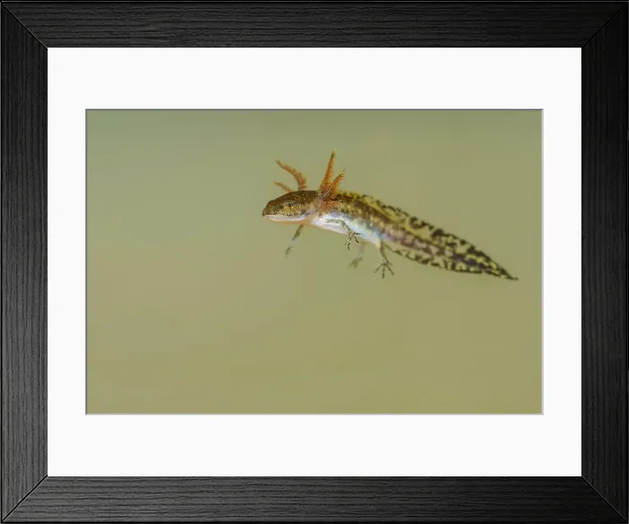 Framed Print : Red-backed Salamander (Plethodon cinereus) larval stage, Parry Sound, Ontario, Canada Framed Print : Red-backed Salamander (Plethodon cinereus) larval stage, Parry Sound, Ontario, Canada