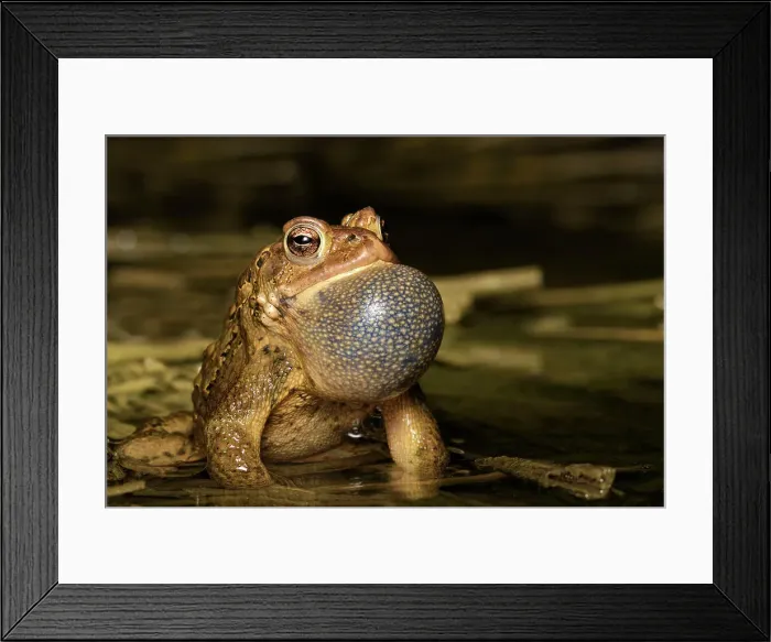 Framed Print : American toad (Anaxyrus americanus) male with vocal sac fully inflated while singing in vernal pond at night during the spring breeding season, Thornton, Ontario, Canada