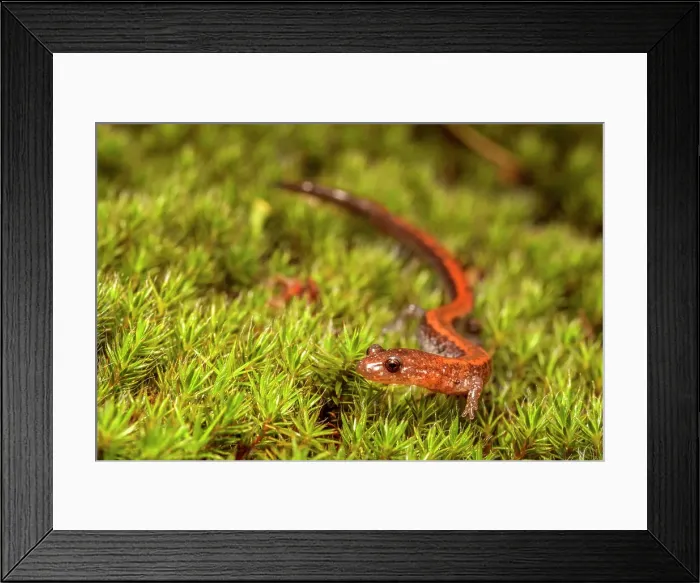 Framed Print : Red-backed Salamander (Plethodon cinereus), Parry Sound, Ontario, Canada Framed Print : Red-backed Salamander (Plethodon cinereus), Parry Sound, Ontario, Canada