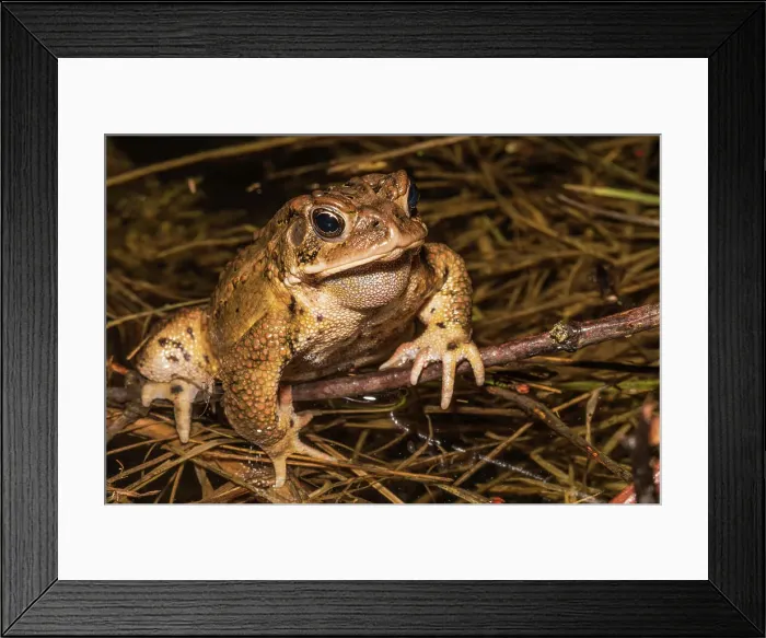 Framed Print : American toad (Anaxyrus americanus) in vernal pond at night during the spring breeding season, Thornton, Ontario, Canada Framed Print : American toad (Anaxyrus americanus) in vernal pond at night during the spring breeding season, Thornton, Ontario, Canada