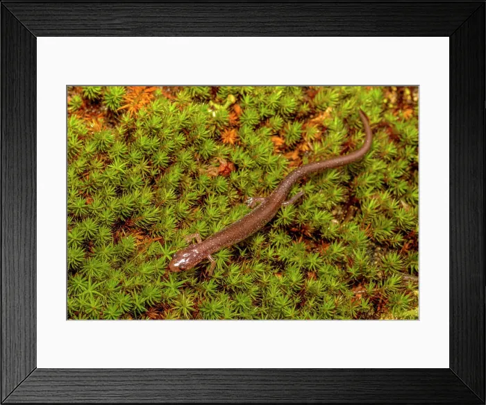 Framed Print : Red-backed Salamander (Plethodon cinereus) dark phase, Parry Sound, Ontario, Canada Framed Print : Red-backed Salamander (Plethodon cinereus) dark phase, Parry Sound, Ontario, Canada