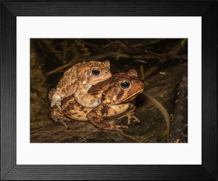 Framed Print : American toad (Anaxyrus americanus) in amplexus in vernal pond at night during the spring breeding season, Thornton, Ontario, Canada