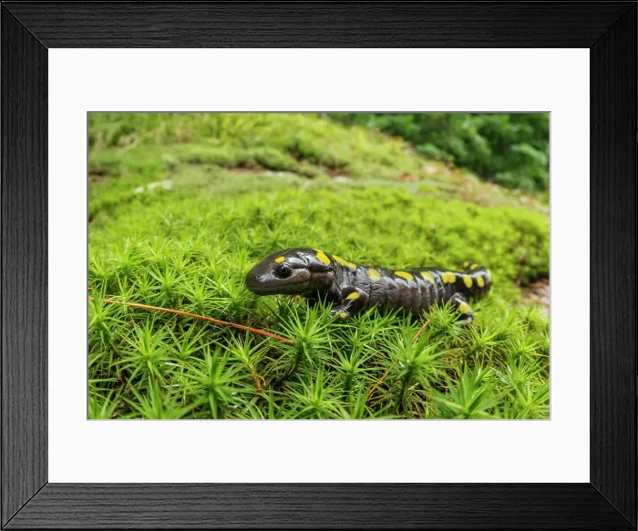 Framed Print : Yellow-spotted Salamander (Ambystoma maculatum) on haircap moss, Muskoka, Ontario, Canada Framed Print : Yellow-spotted Salamander (Ambystoma maculatum) on haircap moss, Muskoka, Ontario, Canada