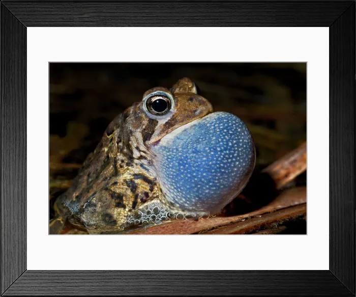 Framed Print : American toad (Anaxyrus americanus) male with vocal sac fully inflated while singing in vernal pond at night during the spring breeding season, Thornton, Ontario, Canada Framed Print : American toad (Anaxyrus americanus) male with vocal sac fully inflated while singing in vernal pond at night during the spring breeding season, Thornton, Ontario, Canada