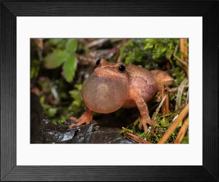 Framed Print : Spring Peeper (Pseudacris crucifer), formely Hyal Crucifer, with vocal inflated while chorusing at night, Muskoka, Ontario, Canada Framed Print : Spring Peeper (Pseudacris crucifer), formely Hyal Crucifer, with vocal inflated while chorusing at night, Muskoka, Ontario, Canada