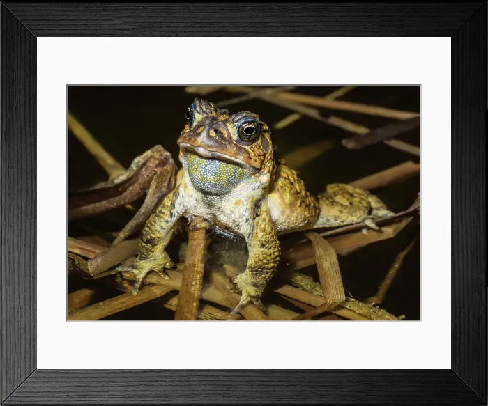 Framed Print : American toad (Anaxyrus americanus) in vernal pond at night during the spring breeding season, Thornton, Ontario, Canada Framed Print : American toad (Anaxyrus americanus) in vernal pond at night during the spring breeding season, Thornton, Ontario, Canada