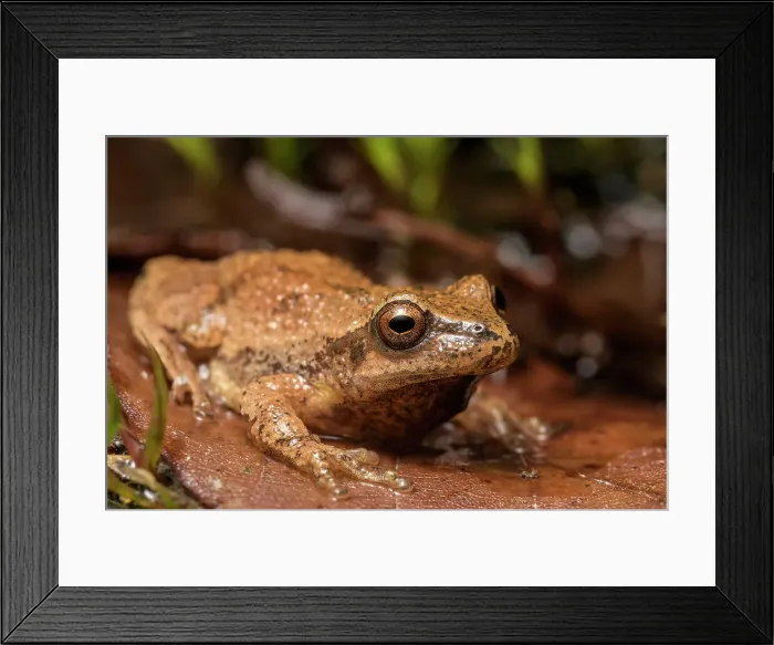 Framed Print : Spring Peeper (Pseudacris crucifer), formely Hyal Crucifer, Muskoka, Ontario, Canada Framed Print : Spring Peeper (Pseudacris crucifer), formely Hyal Crucifer, Muskoka, Ontario, Canada