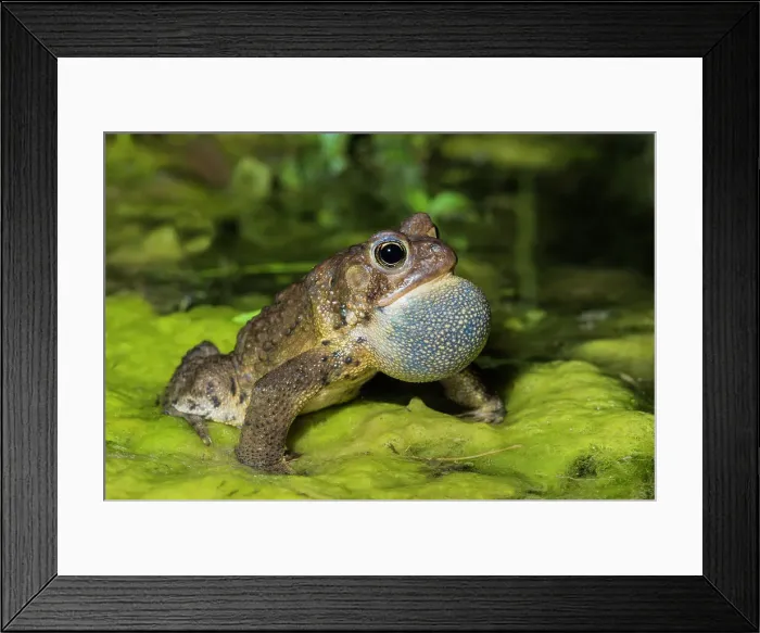 Framed Print : American toad (Anaxyrus americanus) male with vocal sac fully inflated while singing in vernal pond at night during the spring breeding season, Thornton, Ontario, Canada Framed Print : American toad (Anaxyrus americanus) male with vocal sac fully inflated while singing in vernal pond at night during the spring breeding season, Thornton, Ontario, Canada