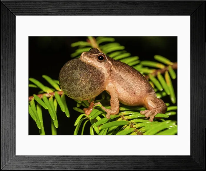 Framed Print : Spring Peeper (Pseudacris crucifer), formely Hyal Crucifer, with vocal inflated while chorusing at night, Muskoka, Ontario, Canada Framed Print : Spring Peeper (Pseudacris crucifer), formely Hyal Crucifer, with vocal inflated while chorusing at night, Muskoka, Ontario, Canada