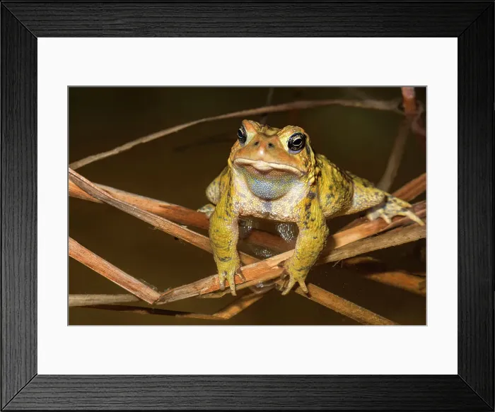 Framed Print : American toad (Anaxyrus americanus) in vernal pond at night during the spring breeding season, Thornton, Ontario, Canada Framed Print : American toad (Anaxyrus americanus) in vernal pond at night during the spring breeding season, Thornton, Ontario, Canada