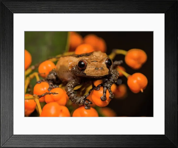 Framed Print : Bird Poop Tree Frog (Theloderma asperum) - captive bred Framed Print : Bird Poop Tree Frog (Theloderma asperum) - captive bred