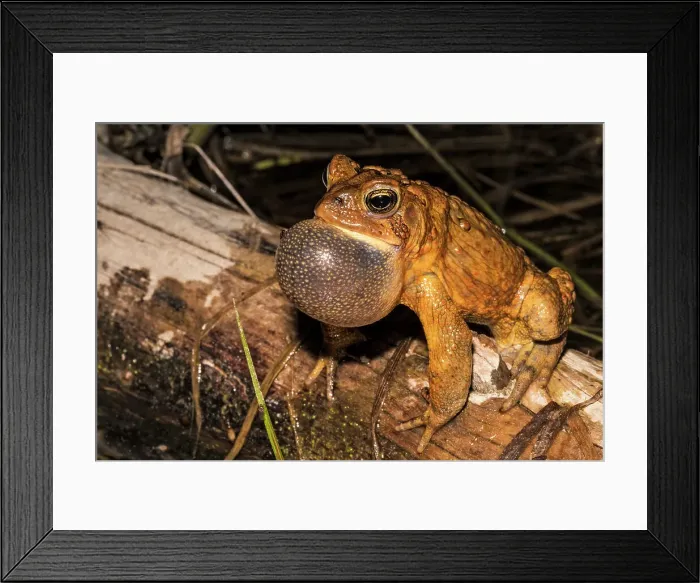 Framed Print : American toad (Anaxyrus americanus) male with vocal sac fully inflated while singing in vernal pond at night during the spring breeding season, Thornton, Ontario, Canada