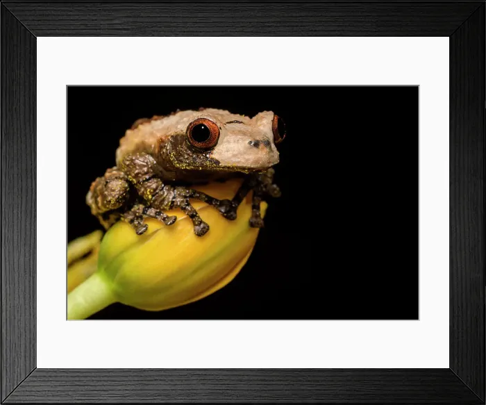 Framed Print : Bird Poop Tree Frog (Theloderma asperum) - captive bred Framed Print : Bird Poop Tree Frog (Theloderma asperum) - captive bred