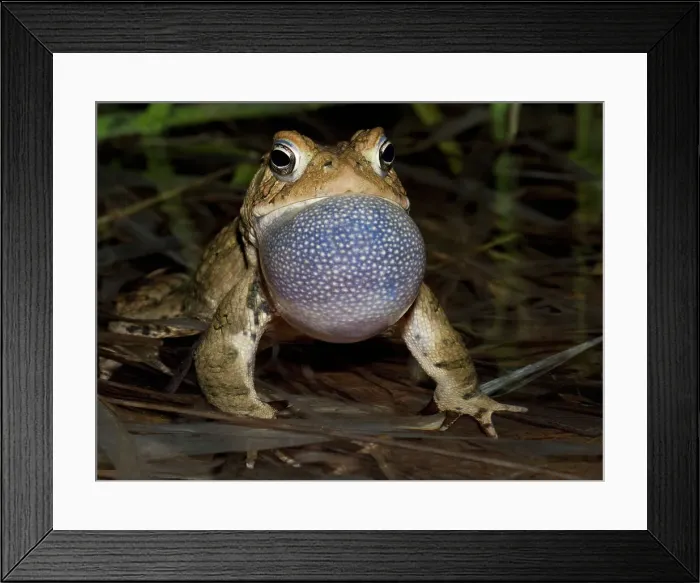 Framed Print : American toad (Anaxyrus americanus) male with vocal sac fully inflated while singing in vernal pond at night during the spring breeding season, Thornton, Ontario, Canada Framed Print : American toad (Anaxyrus americanus) male with vocal sac fully inflated while singing in vernal pond at night during the spring breeding season, Thornton, Ontario, Canada
