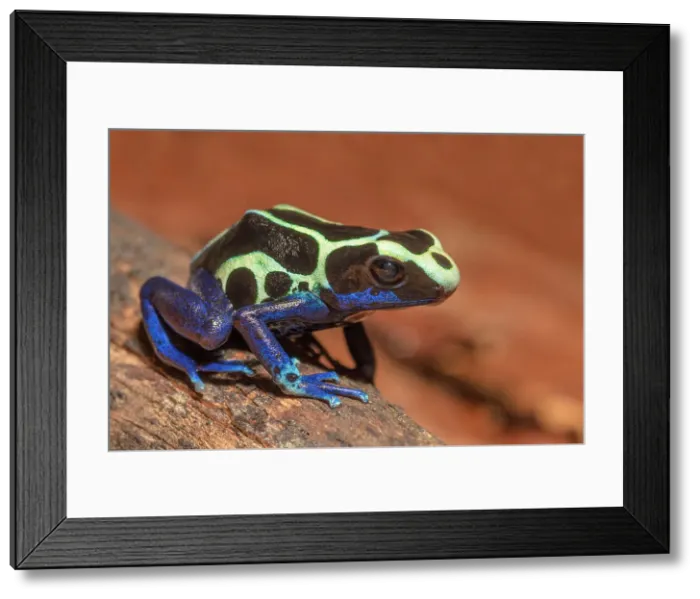 Framed Print : Dendrobates tinctorius Oyapok Phase - captive bred Framed Print : Dendrobates tinctorius Oyapok Phase - captive bred