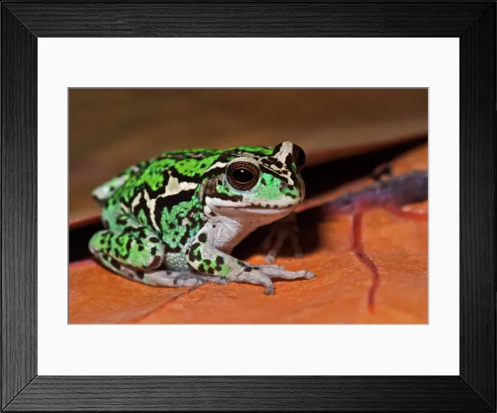 Framed Print : Andean Marsupial Tree Frog (Gastrotheca riobambae), also known as the Riobamba marsupial frog or Riobamba pouched frog is endmic to Ecuador - captive bred Framed Print : Andean Marsupial Tree Frog (Gastrotheca riobambae), also known as the Riobamba marsupial frog or Riobamba pouched frog is endmic to Ecuador - captive bred