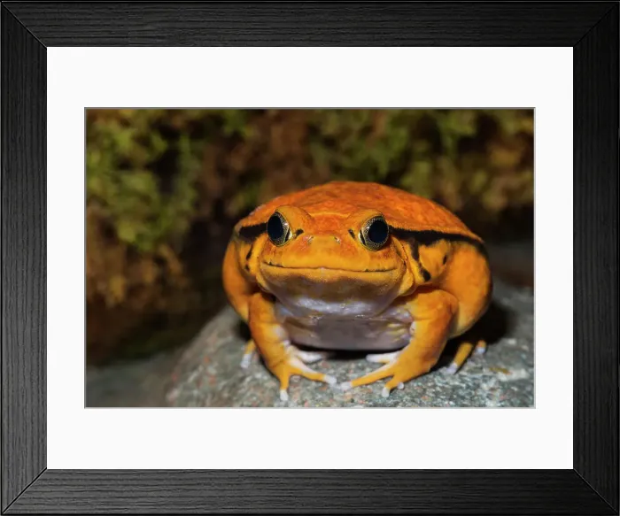 Framed Print : Tomato Frog (Dyscophus antongilii) - captive