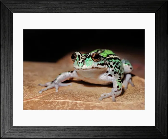 Framed Print : Andean Marsupial Tree Frog (Gastrotheca riobambae), also known as the Riobamba marsupial frog or Riobamba pouched frog is endmic to Ecuador - captive bred Framed Print : Andean Marsupial Tree Frog (Gastrotheca riobambae), also known as the Riobamba marsupial frog or Riobamba pouched frog is endmic to Ecuador - captive bred