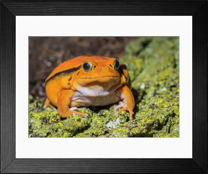 Framed Print : Tomato Frog (Dyscophus antongilii) - captive Framed Print : Tomato Frog (Dyscophus antongilii) - captive