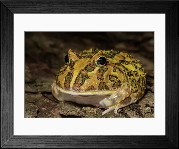 Framed Print : Argentine Horned Frog (Ceratophrys ornata) - captive bred Framed Print : Argentine Horned Frog (Ceratophrys ornata) - captive bred