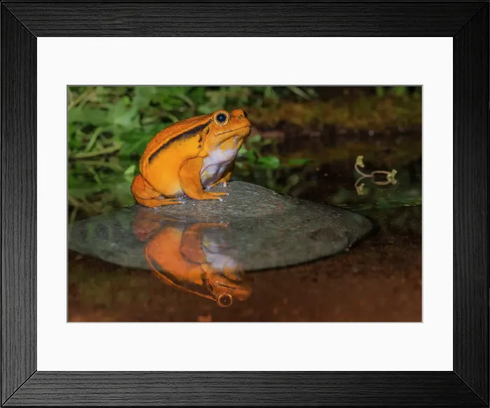 Framed Print : Tomato Frog (Dyscophus antongilii) - captive
