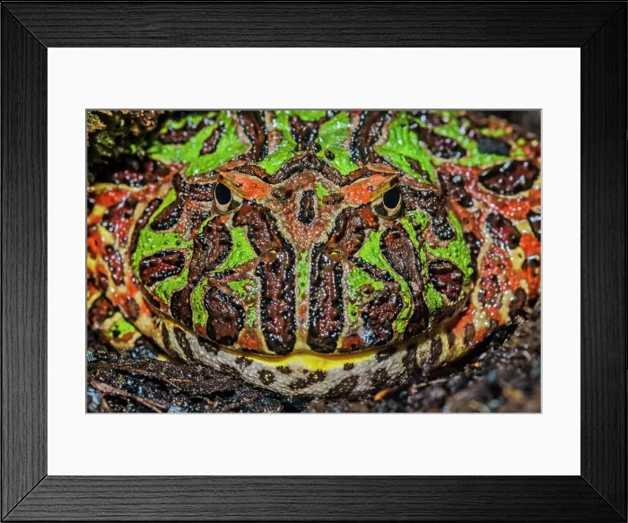 Framed Print : Argentine Horned Frog (Ceratophrys ornata) - captive bred Framed Print : Argentine Horned Frog (Ceratophrys ornata) - captive bred