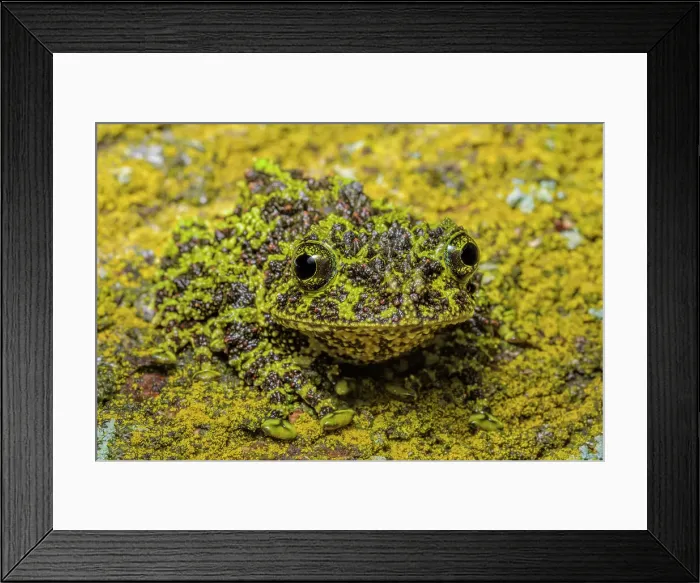 Framed Print : Vietnamese Mossy Frog (Theloderma corticale) - captive Framed Print : Vietnamese Mossy Frog (Theloderma corticale) - captive