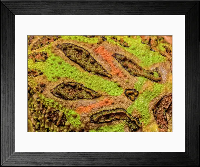 Framed Print : Argentine Horned Frog (Ceratophrys ornata) skin details - captive bred