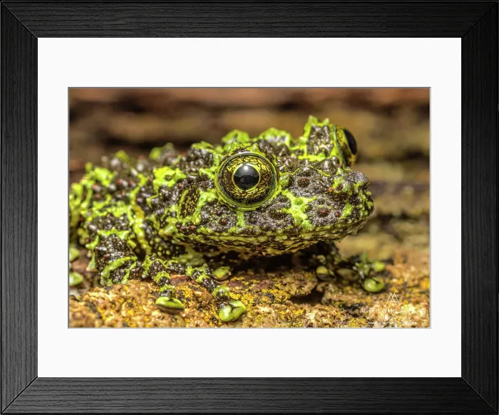 Framed Print : Vietnamese Mossy Frog (Theloderma corticale) - captive Framed Print : Vietnamese Mossy Frog (Theloderma corticale) - captive