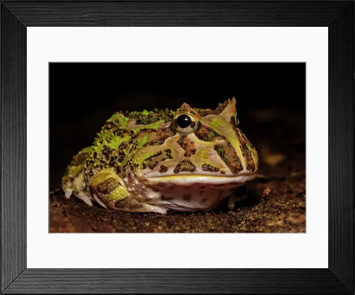 Framed Print : Argentine Horned Frog (Ceratophrys ornata) - captive bred