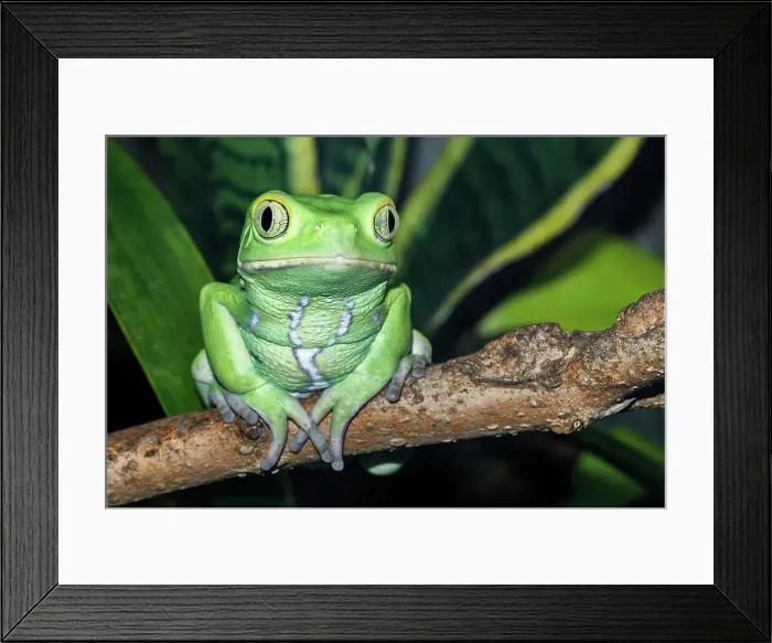 Framed Print : Waxy Monkey Frog (Phyllomedusa sauvagii) - captive bred