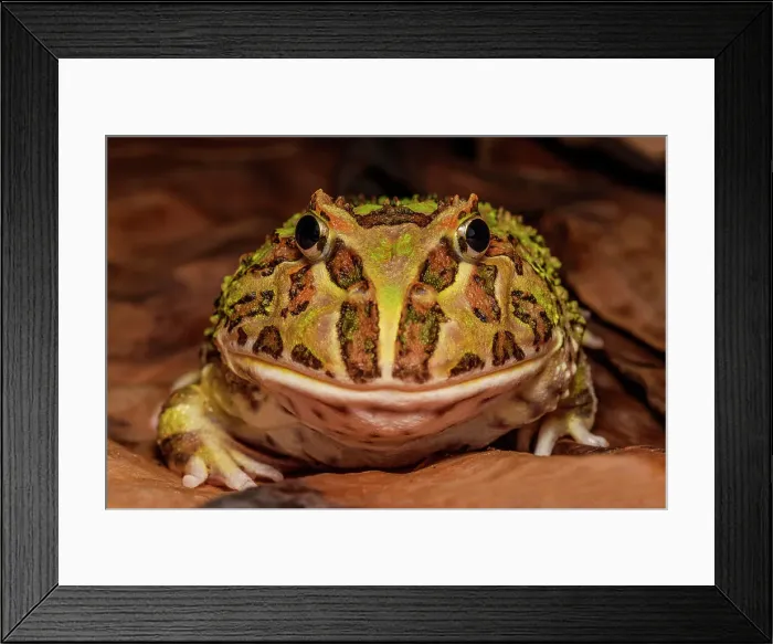 Framed Print : Argentine Horned Frog (Ceratophrys ornata) - captive bred