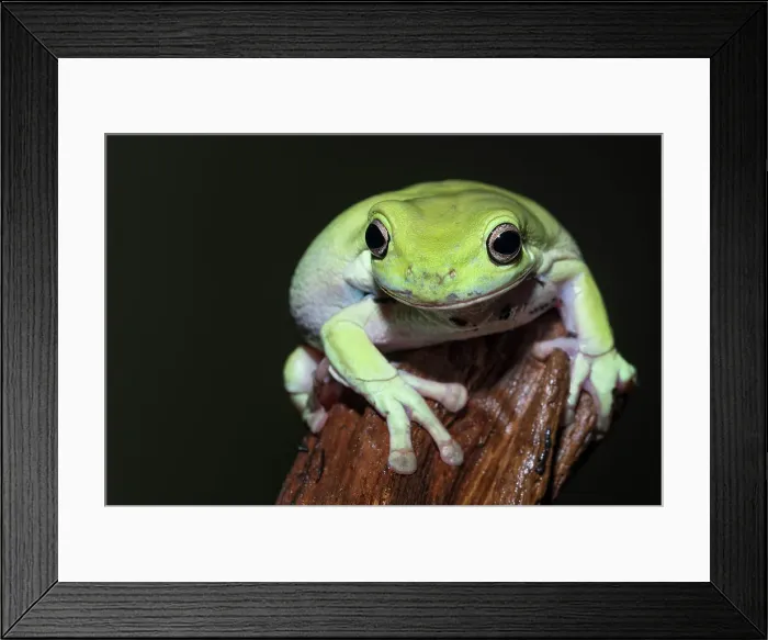 Framed Print : Australian Green Tree Frog (Litoria caerulea), formerly Ranoidea caerulea and also known as Green Tree Frog, White's Tree Frog, and Dumpy Tree Frog - captive bred Framed Print : Australian Green Tree Frog (Litoria caerulea), formerly Ranoidea caerulea and also known as Green Tree Frog, White's Tree Frog, and Dumpy Tree Frog - captive bred
