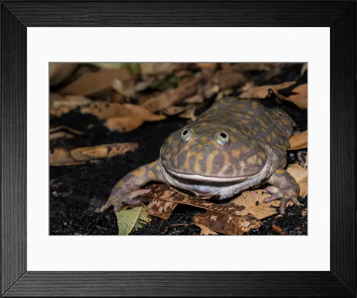 Framed Print : Budgett's Frog (Lepidobatrachus laevis) - captive