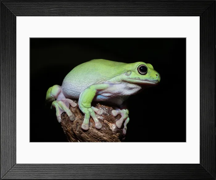 Framed Print : Australian Green Tree Frog (Litoria caerulea), formerly Ranoidea caerulea and also known as Green Tree Frog, White's Tree Frog, and Dumpy Tree Frog - captive bred Framed Print : Australian Green Tree Frog (Litoria caerulea), formerly Ranoidea caerulea and also known as Green Tree Frog, White's Tree Frog, and Dumpy Tree Frog - captive bred