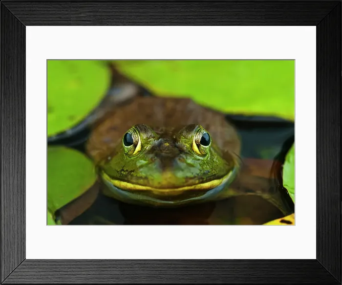 Framed Print : Bullfrog (Lithobates catesbeiana) in wetland on Horseshoe Lake, Muskoka, Ontario, Canada Framed Print : Bullfrog (Lithobates catesbeiana) in wetland on Horseshoe Lake, Muskoka, Ontario, Canada