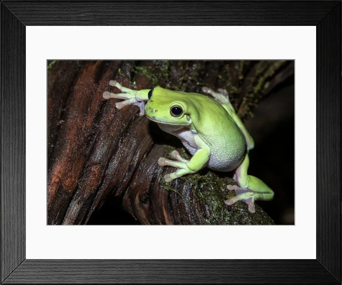 Framed Print : Australian Green Tree Frog (Litoria caerulea), formerly Ranoidea caerulea and also known as Green Tree Frog, White's Tree Frog, and Dumpy Tree Frog - captive bred Framed Print : Australian Green Tree Frog (Litoria caerulea), formerly Ranoidea caerulea and also known as Green Tree Frog, White's Tree Frog, and Dumpy Tree Frog - captive bred