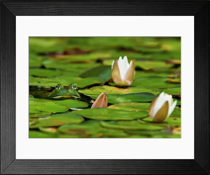 Framed Print : Bullfrog (Lithobates catesbeiana) in wetland on Horseshoe Lake, Muskoka, Ontario, Canada Framed Print : Bullfrog (Lithobates catesbeiana) in wetland on Horseshoe Lake, Muskoka, Ontario, Canada