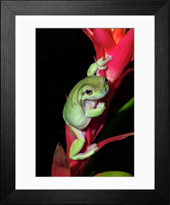 Framed Print : Australian Green Tree Frog (Litoria caerulea), formerly Ranoidea caerulea and also known as Green Tree Frog, White's Tree Frog, and Dumpy Tree Frog - captive bred