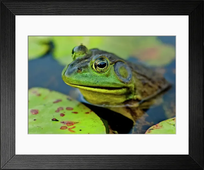 Framed Print : Bullfrog (Lithobates catesbeiana) in wetland on Horseshoe Lake, Muskoka, Ontario, Canada Framed Print : Bullfrog (Lithobates catesbeiana) in wetland on Horseshoe Lake, Muskoka, Ontario, Canada