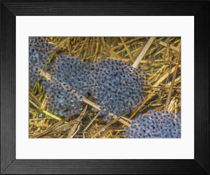 Framed Print : Wood Frog (Lithobates sylvaticus), formerly known as Rana sylvatica, eggs in vernal pond at night near Thornton, Ontario, Canada Framed Print : Wood Frog (Lithobates sylvaticus), formerly known as Rana sylvatica, eggs in vernal pond at night near Thornton, Ontario, Canada