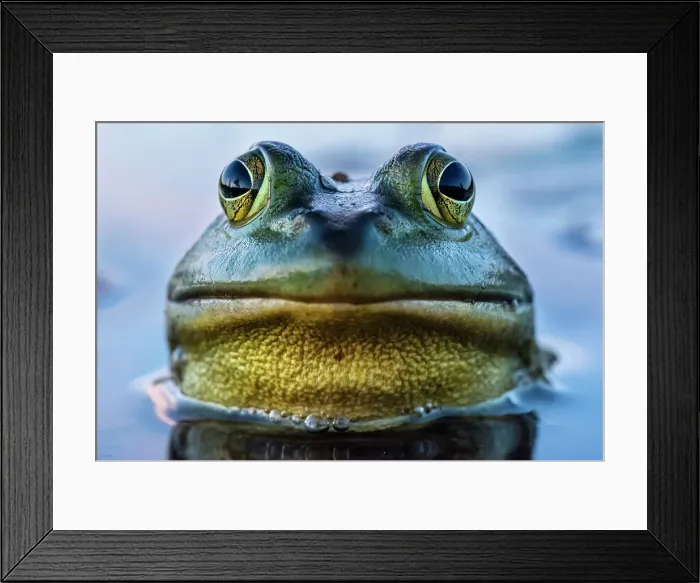 Framed Print : Bullfrog (Lithobates catesbeiana) in wetland on Horseshoe Lake, Muskoka, Ontario, Canada Framed Print : Bullfrog (Lithobates catesbeiana) in wetland on Horseshoe Lake, Muskoka, Ontario, Canada