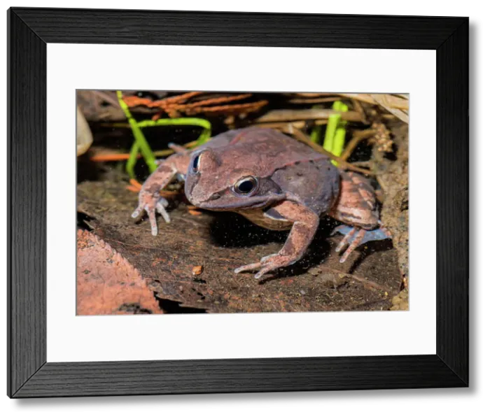 Framed Print : Wood Frog (Lithobates sylvaticus), formerly known as Rana sylvatica, submrged in vernal pond at night near Thornton, Ontario, Canada Framed Print : Wood Frog (Lithobates sylvaticus), formerly known as Rana sylvatica, submrged in vernal pond at night near Thornton, Ontario, Canada