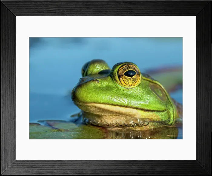 Framed Print : Bullfrog (Lithobates catesbeiana) in wetland on Horseshoe Lake, Muskoka, Ontario, Canada Framed Print : Bullfrog (Lithobates catesbeiana) in wetland on Horseshoe Lake, Muskoka, Ontario, Canada