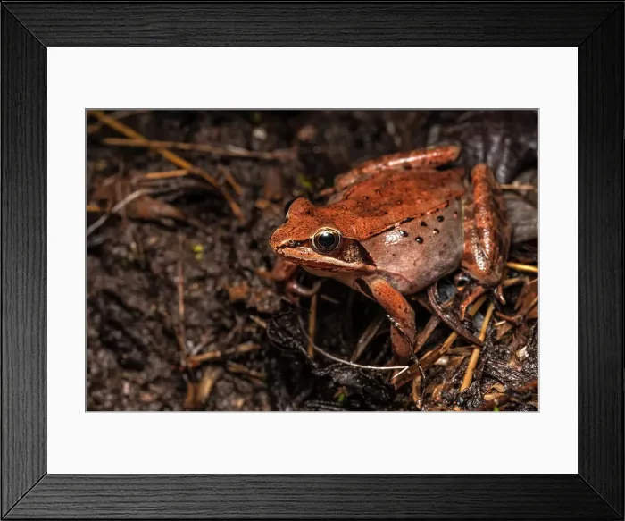 Framed Print : Wood Frog (Lithobates sylvaticus), formerly known as Rana sylvatica, in vernal pond at night near Thornton, Ontario, Canada Framed Print : Wood Frog (Lithobates sylvaticus), formerly known as Rana sylvatica, in vernal pond at night near Thornton, Ontario, Canada