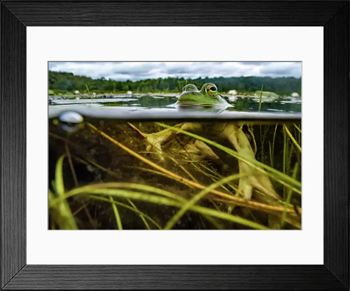 Framed Print : Bullfrog (Lithobates catesbeiana) over-under in wetland on Horseshoe Lake, Muskoka, Ontario, Canada Framed Print : Bullfrog (Lithobates catesbeiana) over-under in wetland on Horseshoe Lake, Muskoka, Ontario, Canada