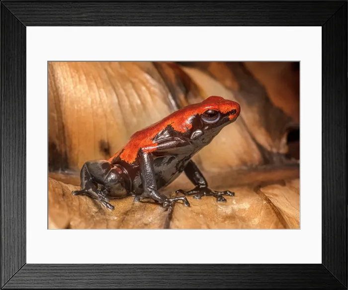 Framed Print : Splashback Poison Frog (Adelobates galactonotus) - captive bred Framed Print : Splashback Poison Frog (Adelobates galactonotus) - captive bred