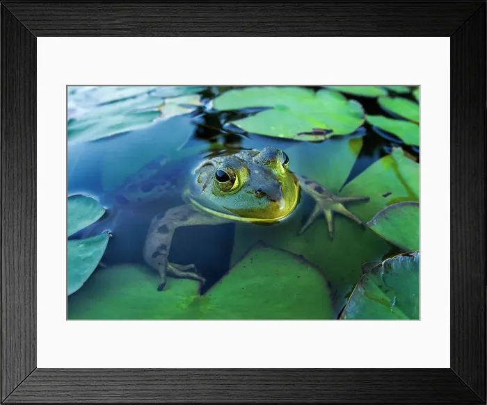 Framed Print : Bullfrog (Lithobates catesbeiana) in wetland on Horseshoe Lake, Muskoka, Ontario, Canada Framed Print : Bullfrog (Lithobates catesbeiana) in wetland on Horseshoe Lake, Muskoka, Ontario, Canada